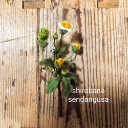 野の花のブローチ(シロバナセンダングサ) 2枚目の画像