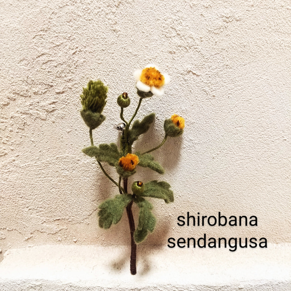 野の花のブローチ(シロバナセンダングサ) 1枚目の画像