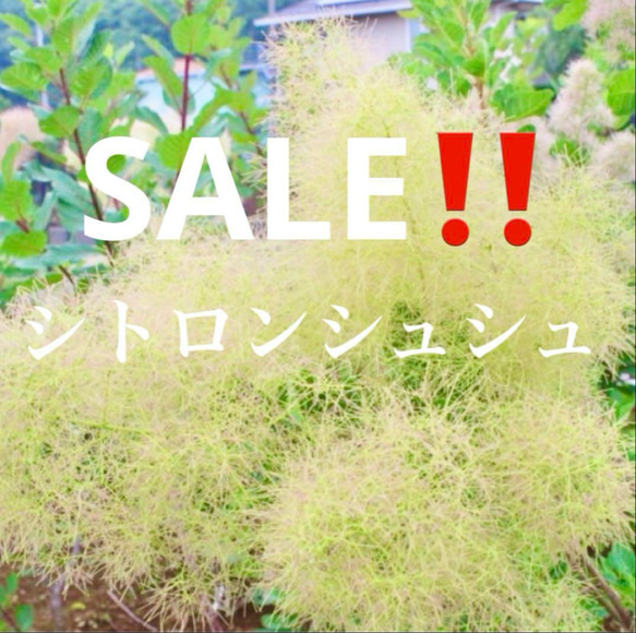 おまとめシトロン全3点花芽付き シトロンシュシュ スモークツリー 苗 苗木 雌株 セール！スモークツリー 苗 シトロンシュシュ 苗木 雌株 ドライ