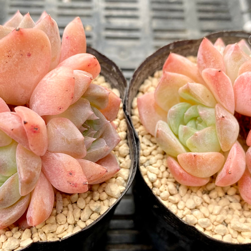 小花容 群生 韓国苗 エケベリア 多肉植物 多肉植物 プクニク 通販