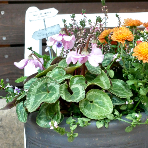 シックな鉢に シクラメン ペチコート ガーデンマムジジ パンダスミレ