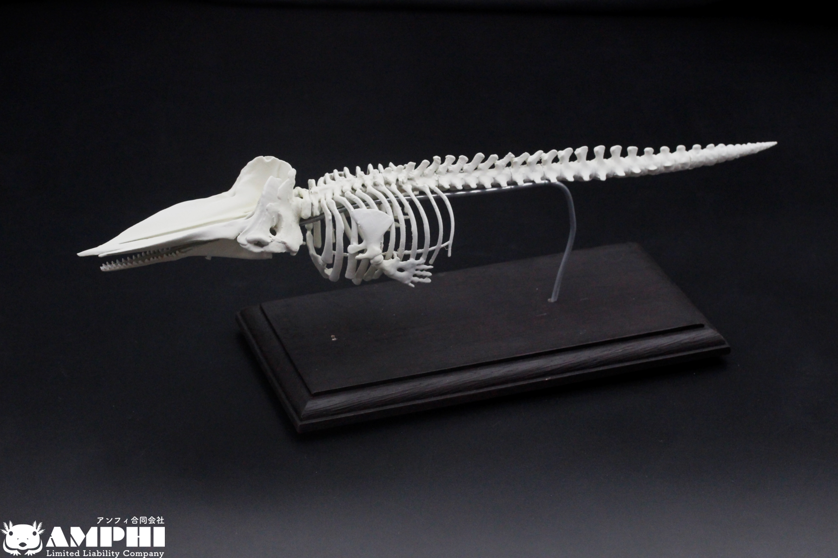 【受注生産】マッコウクジラ　縮小全身骨格レプリカ　1/30スケール