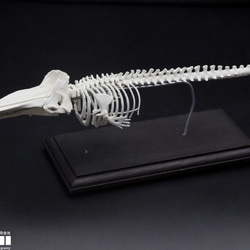 【受注生産】マッコウクジラ　縮小全身骨格レプリカ　1/30スケール 1枚目の画像