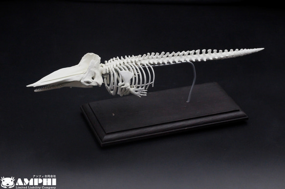 受注生産】マッコウクジラ 縮小全身骨格レプリカ 1/30スケール