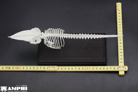 【受注生産】マッコウクジラ　縮小全身骨格レプリカ　1/30スケール 9枚目の画像