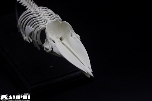 【受注生産】マッコウクジラ　縮小全身骨格レプリカ　1/30スケール 8枚目の画像