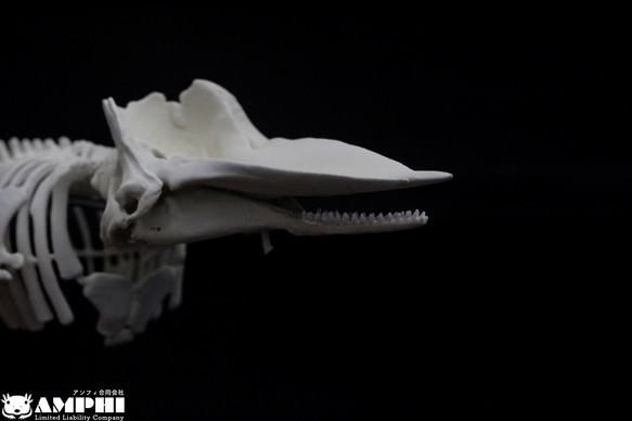 【受注生産】マッコウクジラ　縮小全身骨格レプリカ　1/30スケール 7枚目の画像