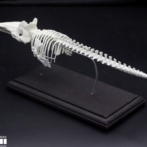 クジラ骨　　長さ105センチ、84センチ 受注生産】マッコウクジラ 縮小全身骨格レプリカ 1/30スケール