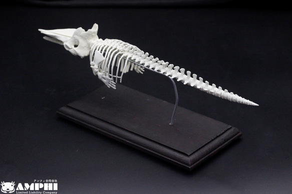 【受注生産】マッコウクジラ　縮小全身骨格レプリカ　1/30スケール 3枚目の画像