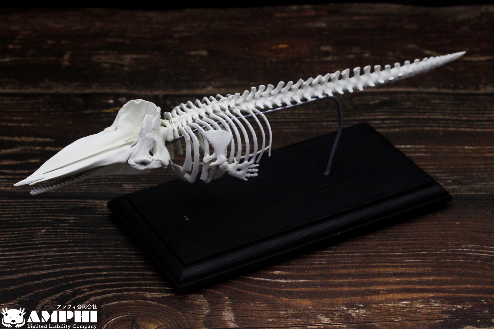 【受注生産】マッコウクジラ　縮小全身骨格レプリカ　1/30スケール