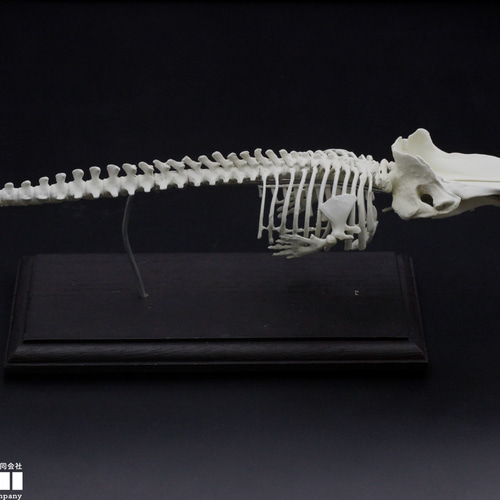 受注生産】マッコウクジラ 縮小全身骨格レプリカ 1/30スケール その他