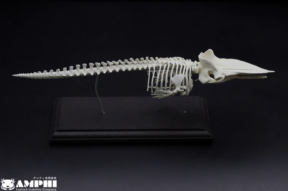 【受注生産】マッコウクジラ　縮小全身骨格レプリカ　1/30スケール 4枚目の画像
