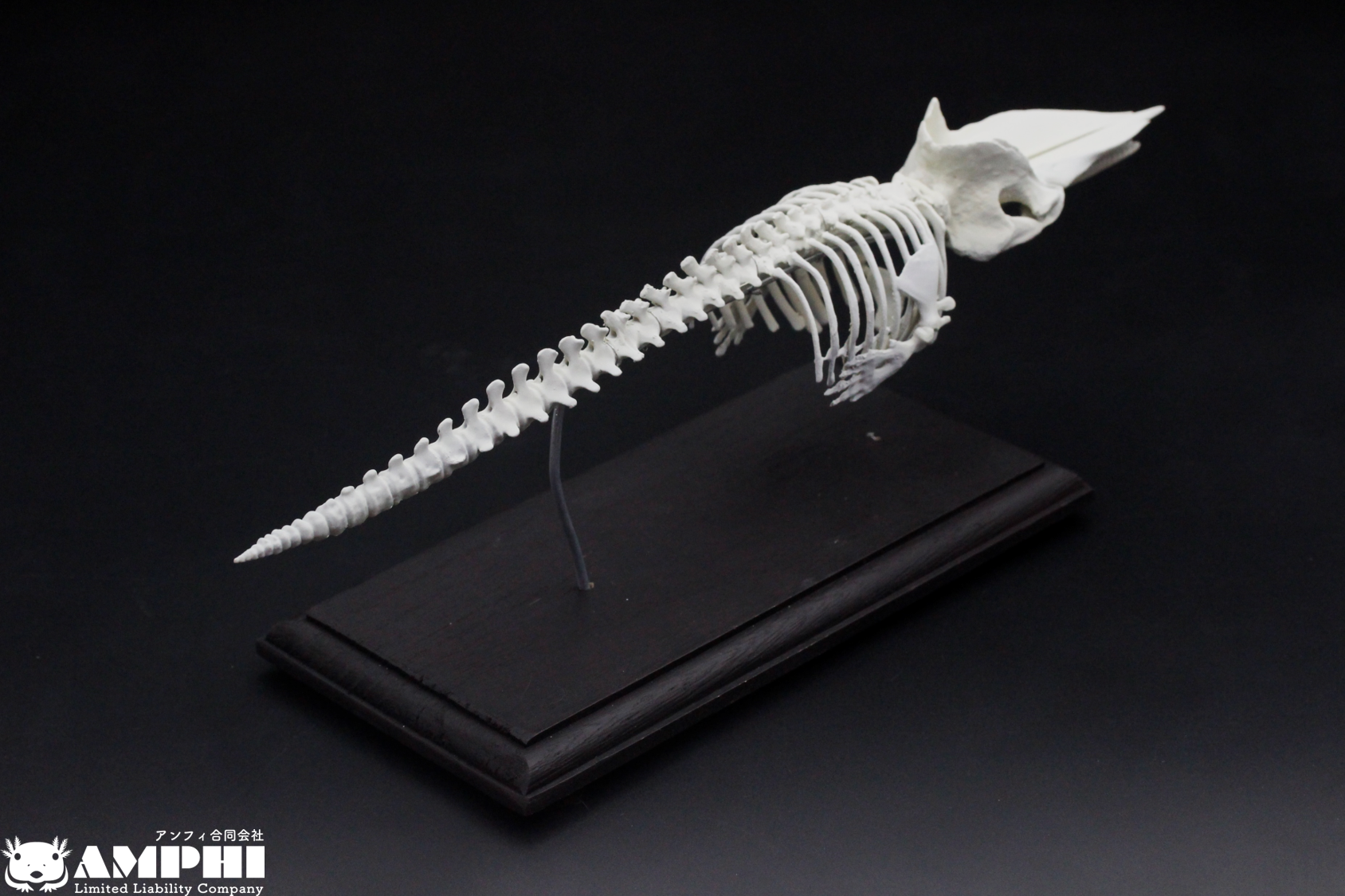 【受注生産】マッコウクジラ　縮小全身骨格レプリカ　1/30スケール