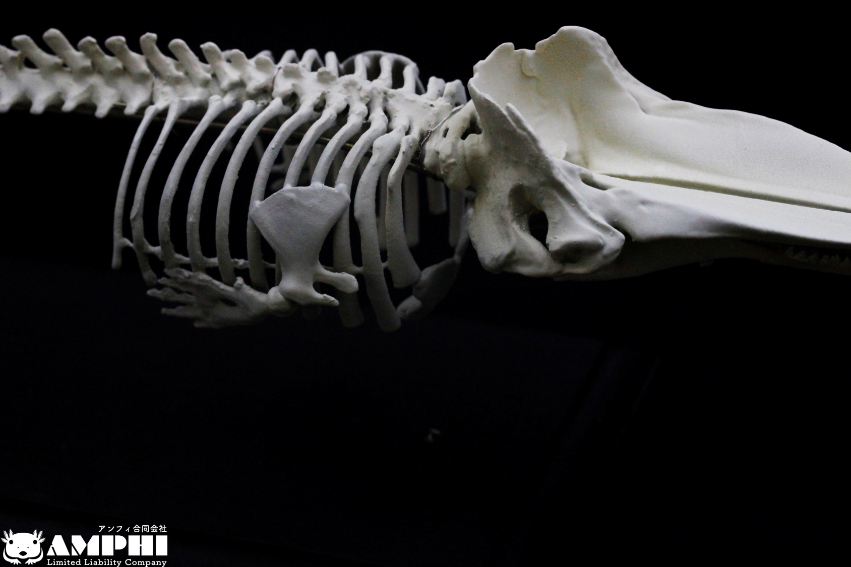 【受注生産】マッコウクジラ　縮小全身骨格レプリカ　1/30スケール