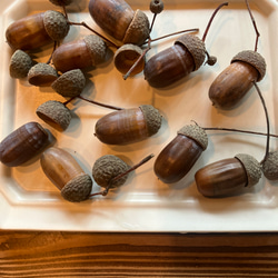 生のイングリッシュオークのどんぐり10個 盆栽 じゅん 通販 16722287