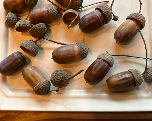 どんぐり どんぐりの王様♪レッドオークのペンダント XL | iichi 日々の