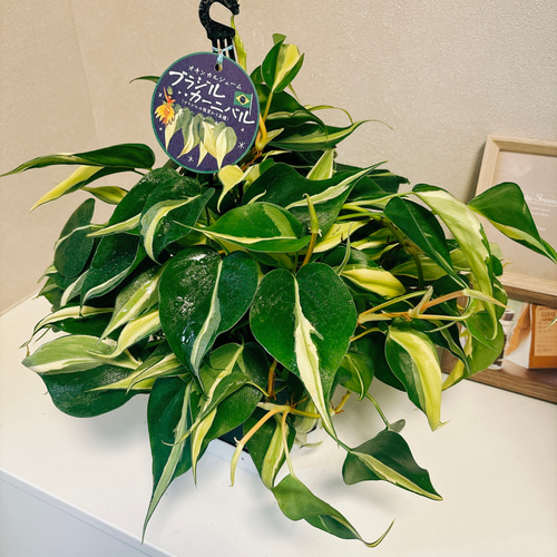 在庫］【新品種】オキシカルジウム ブラジルカーニバル