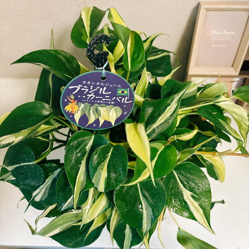 在庫］【新品種】オキシカルジウム ブラジルカーニバル