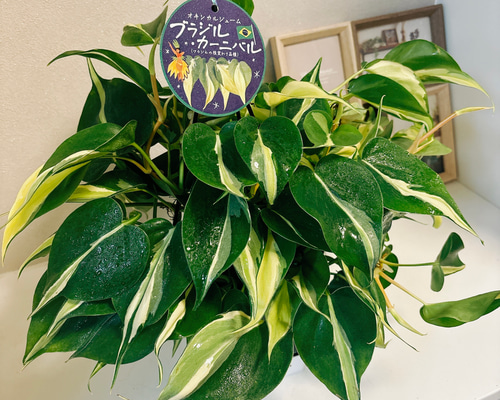 45c9a5c12d234dd6e620a96b82bbd8