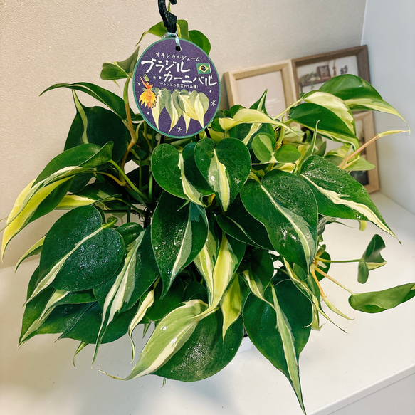 在庫］【新品種】オキシカルジウム ブラジルカーニバル