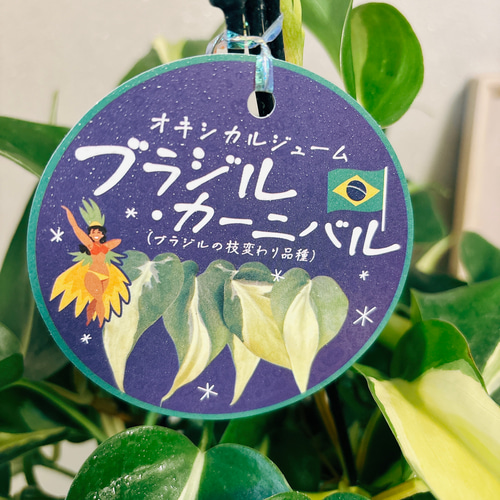 在庫］【新品種】オキシカルジウム ブラジルカーニバル