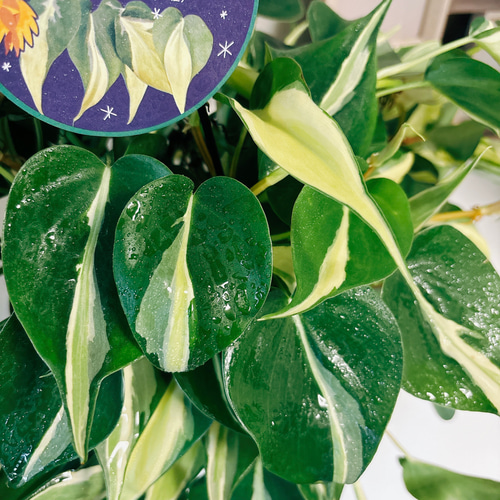 まとめ買い限定1本¥180フィロデンドロンブラジル 観葉植物 オキシカルジウム まとめ買い限定1本¥180フィロデンドロンブラジル 観葉植物 オキシカル