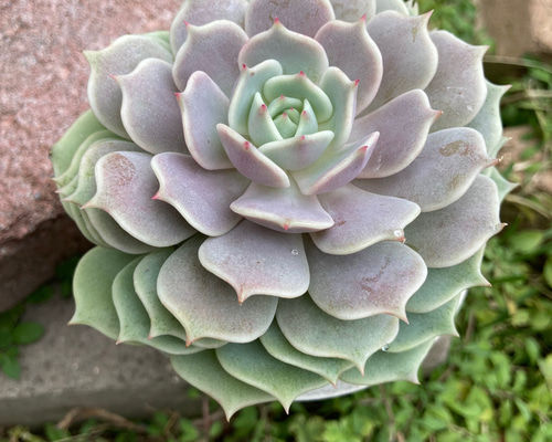 多肉植物 エケベリア　ローラ　大苗　抜き苗　子株付き 多肉植物 エケベリア ローラ 大苗 抜き苗 子株付き