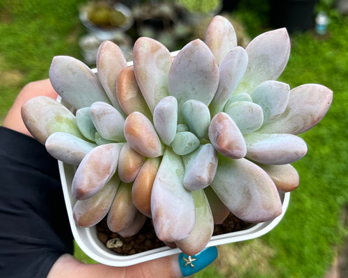 552fa86082f3432c8d3a3a695d05be