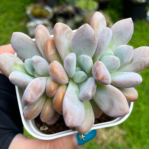 クイーンズボール 厳選韓国苗 ネームタグ付き 多肉植物 〜Green〜多肉