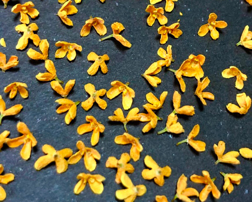 金木犀の花びら300g キンモクセイ 300輪 ドライフラワー その他素材 DA 通販