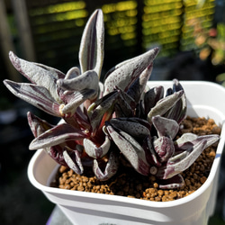 8f631c2ff1e4ef17ab69f3ed696711