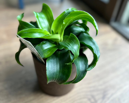 ドラセナ トルネード　観葉植物 観葉植物】ドラセナ トルネード 4号 10-1 送料無料 その他インテリア