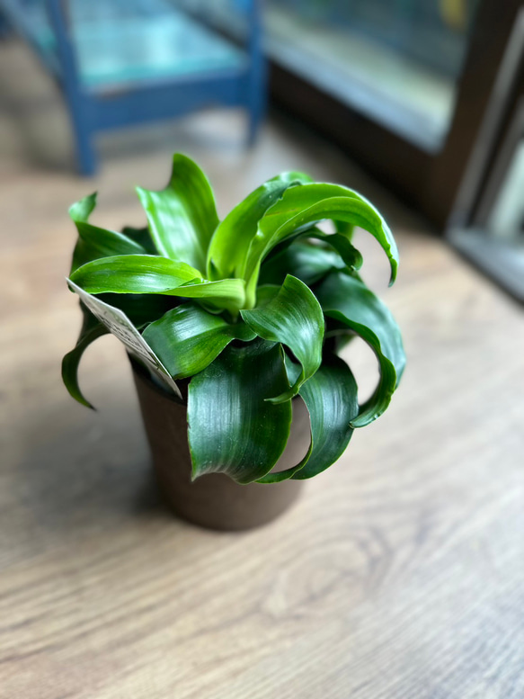 観葉植物】ドラセナ トルネード 4号 10-1 送料無料 その他 観葉植物】ドラセナ トルネード 4号 10-1 送料無料 その他