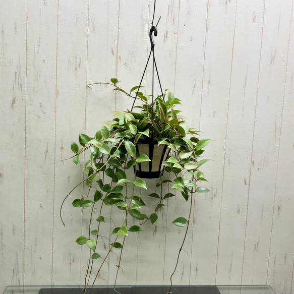 Hoya verticillata wayang ホヤ 吊り鉢 Hoya verticillata sp Wayang Splash | Plants | GrowTropicals.com
