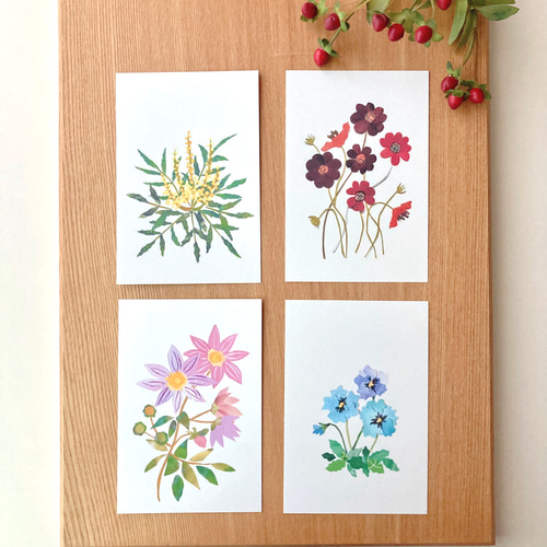 11月頃の花ポストカードセット ポストカード tomocollage 通販
