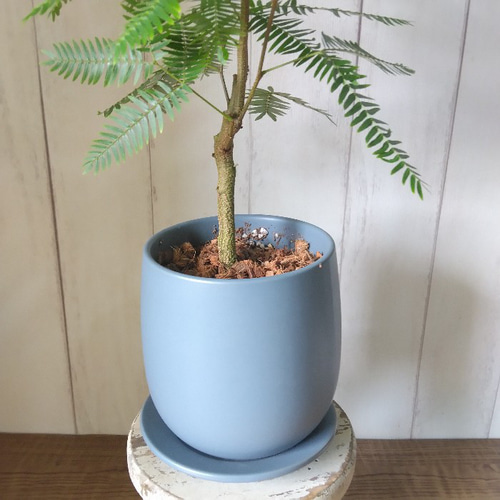 現品】エバーフレッシュ サックスブルー陶器鉢 観葉植物 高さ46