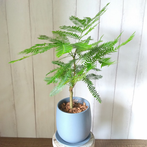 現品】エバーフレッシュ サックスブルー陶器鉢 観葉植物 高さ46