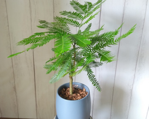 美形　大型　エバーフレッシュ　S字仕立て　バルーン陶器鉢　植え込み発送 美形 大型 エバーフレッシュ S字仕立て バルーン陶器鉢 植え込み