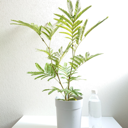 立派♡ 希少♡斑入り♡エバーフレッシュ♡ネムの木♡観葉植物♡インテリア♡ Amazon｜l'arbre blanc エバーフレッシュ ねむの木 観葉植物