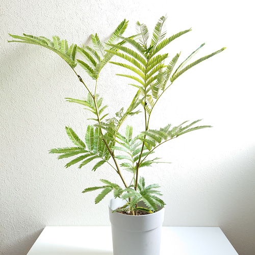 ○数量限定○新作○ ネムノキ 大きめ 美樹形 ”エバーフレッシュ