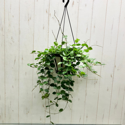 ロング株 ♪ ホヤ マチルダ 吊り鉢 その他インテリア雑貨 PLANTS SHOP 