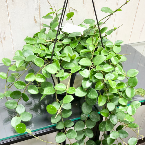 ロング株 ♪ ホヤ マチルダ 吊り鉢 その他インテリア雑貨 PLANTS SHOP 
