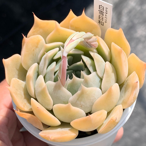 レア品種！☆白雪日和 多肉植物 自家栽培 国産（3/14再販） 多肉植物