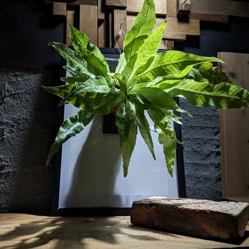 送料無料】クロコダイルファーン［板付］（シダ・ミクロソリウム