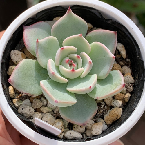 Top【選抜株】多肉植物　26327アリジェ　12個　鉢無し/脱土 Top【選抜株】多肉植物 26327アリジェ 12個 鉢無し/脱土 【公式通販】
