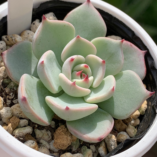 昨日のジュレさま。円。まどかが、ちいさくまるく。 | みどりあお 多肉植物 とかとか備忘録 のブログ 多肉植物　まどか