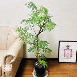 03c9f1b96ff3c73de9cc8c0df1ddf2