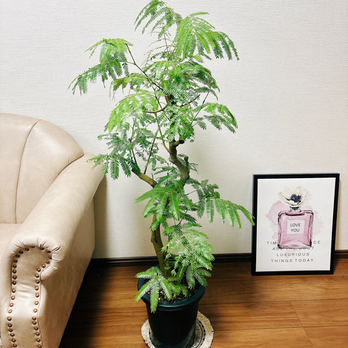 現品］※売約済※ 法人まとめ割 エバーフレッシュ 盆栽風 観葉植物 室内