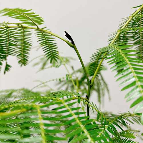 現品］※売約済※ 法人まとめ割 エバーフレッシュ 盆栽風 観葉植物