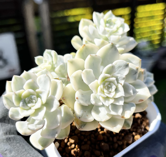SOLD ティンカーベル錦② 群生 厳選韓国苗 ネームタグ付き 多肉植物